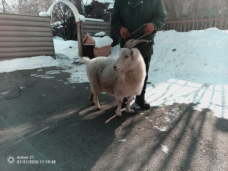 Продам козу, было 2 акота