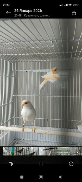 Канарейки красная мозайка