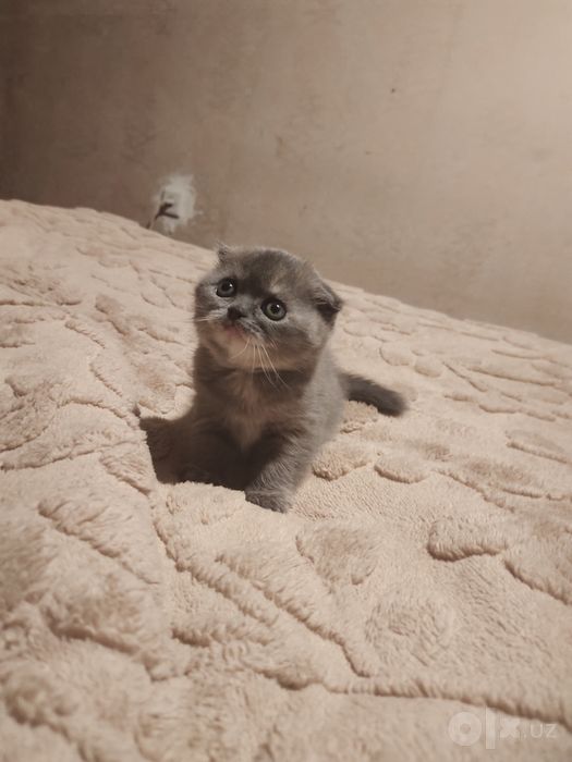Продается котёнок