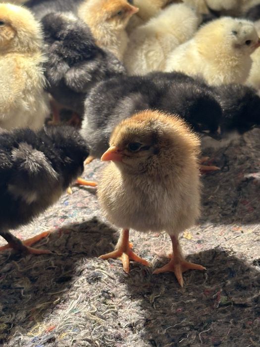 Продам цыплят джерси г.Талгар