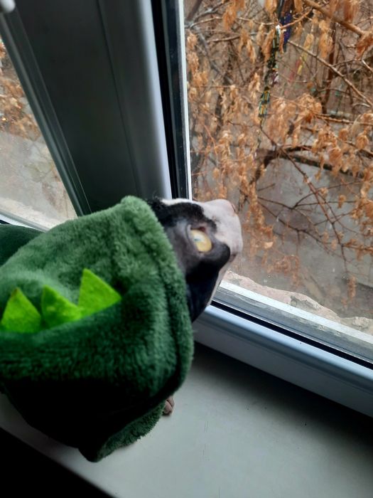 Кот Сфинкс        .