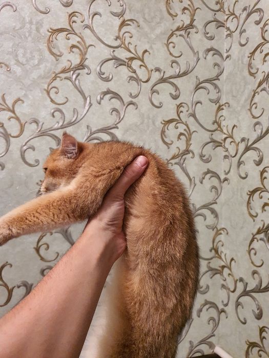 Золотой шиншила здоровый