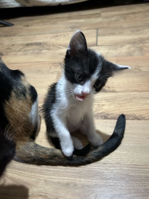 Отдам котят в хорошие руки