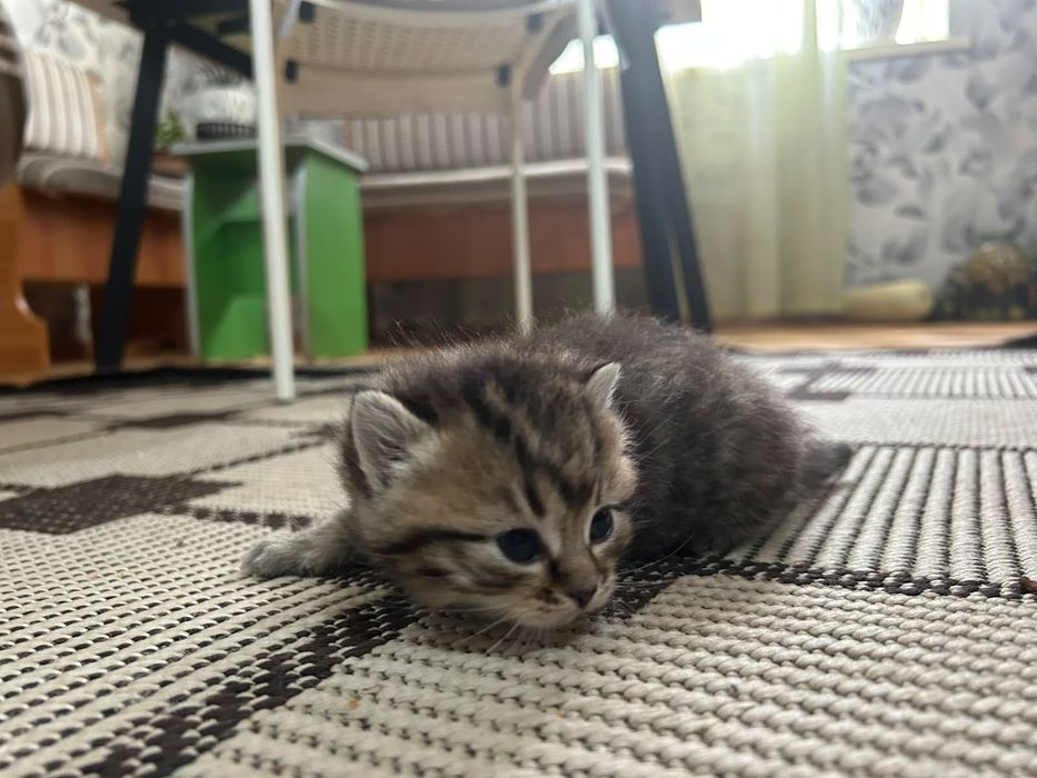 Шотландские котята