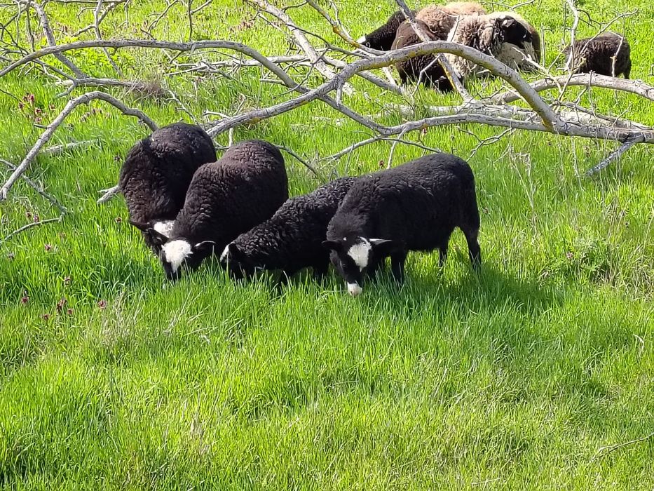 Романовски агнета