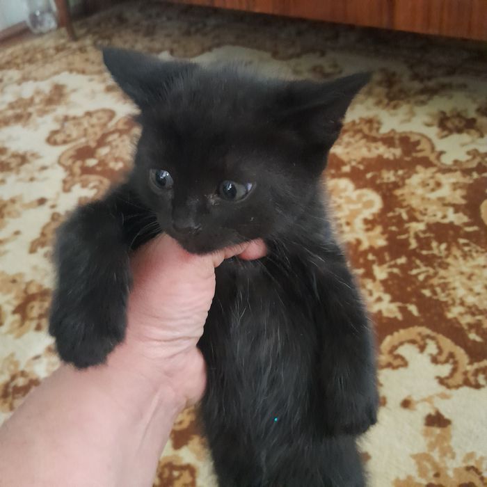 Rus mushukining surati, ichida qoli bor