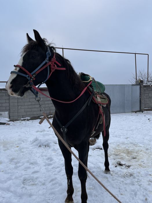 Көкпар аты сатылады