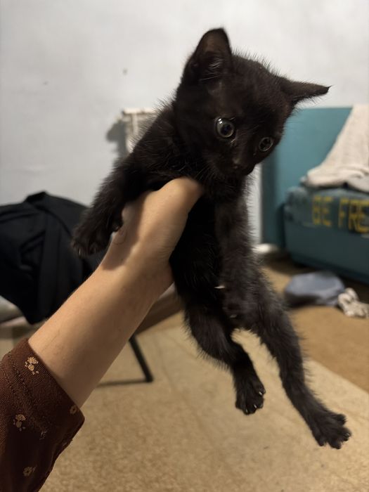 Котята маленькие