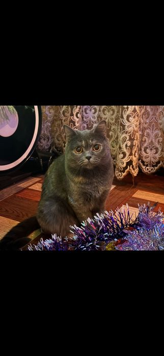 Отдам кошек британок в хорошие руки