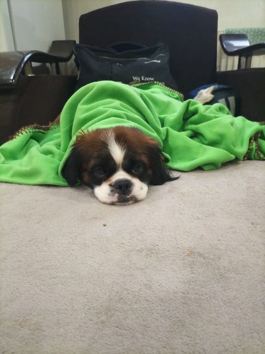 Hotel catei și pisici în București non stop