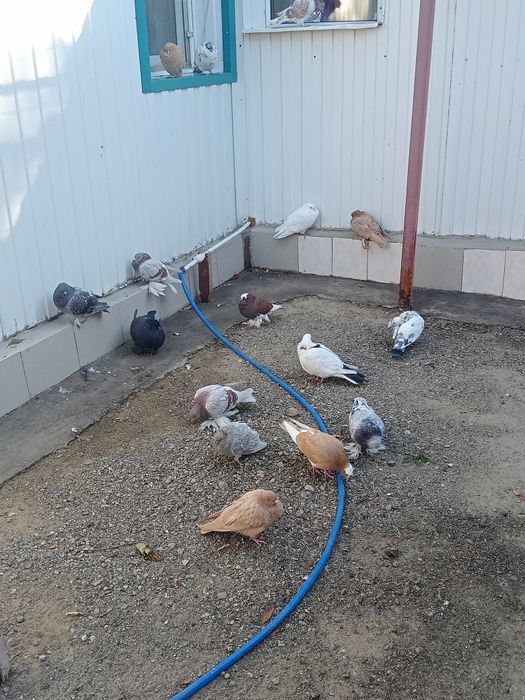 Продам голубей разных