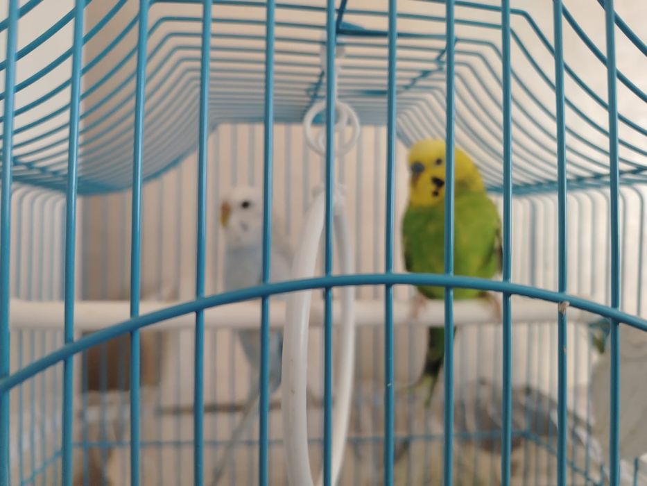 Папугай домашняя