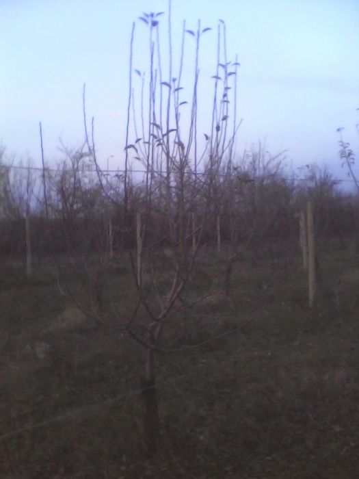 Taieri pomi fructiferi,arbusti,mur,coacaz,zmeur,trandafir,vita de vie