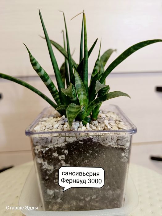 Комнатные растения