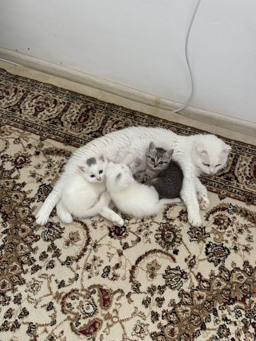 Шотландские красавцы