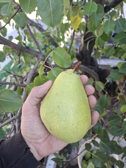 Продавам ябълки и круши