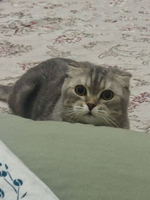 Вязка наш Скоттиш Фолд