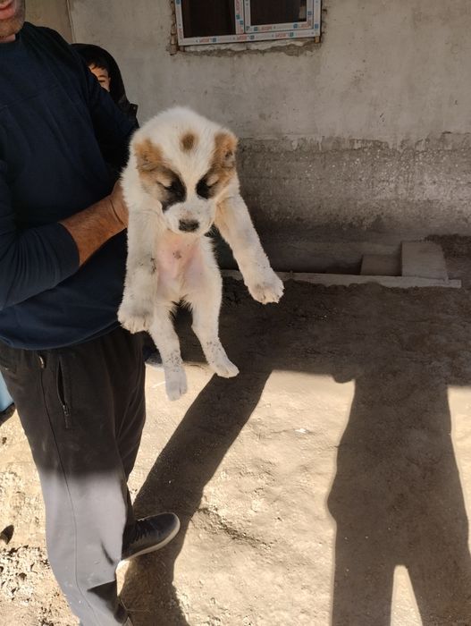 Алабай ит сотилади