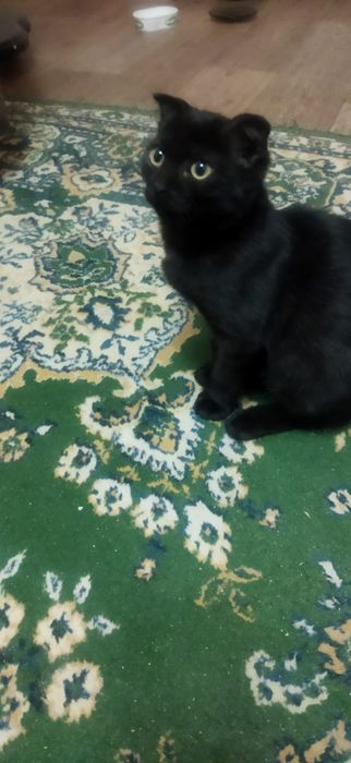 Кошечка ищет дом