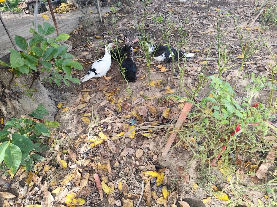 Rațe  de anul trecut