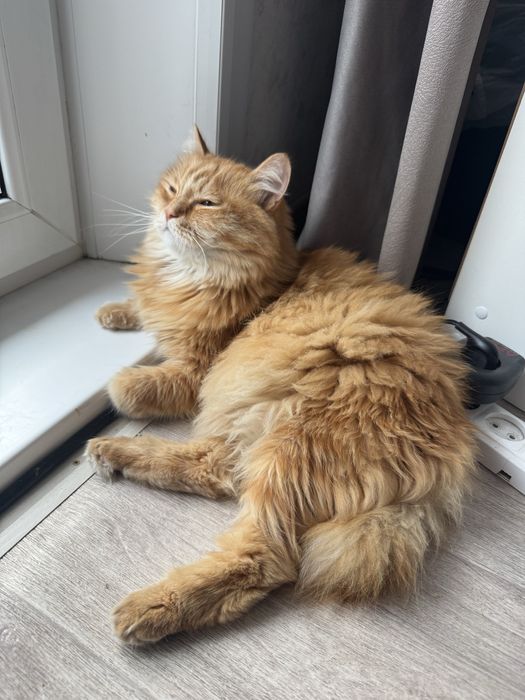 Отдам кота в хорошие руки