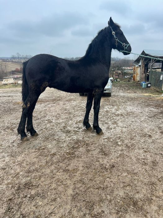 Vand un manz Friesian / Friz