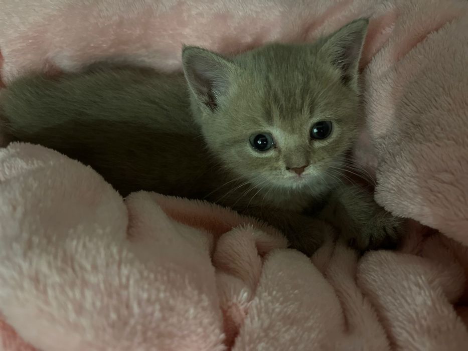 Отдам котенка в добрые руки