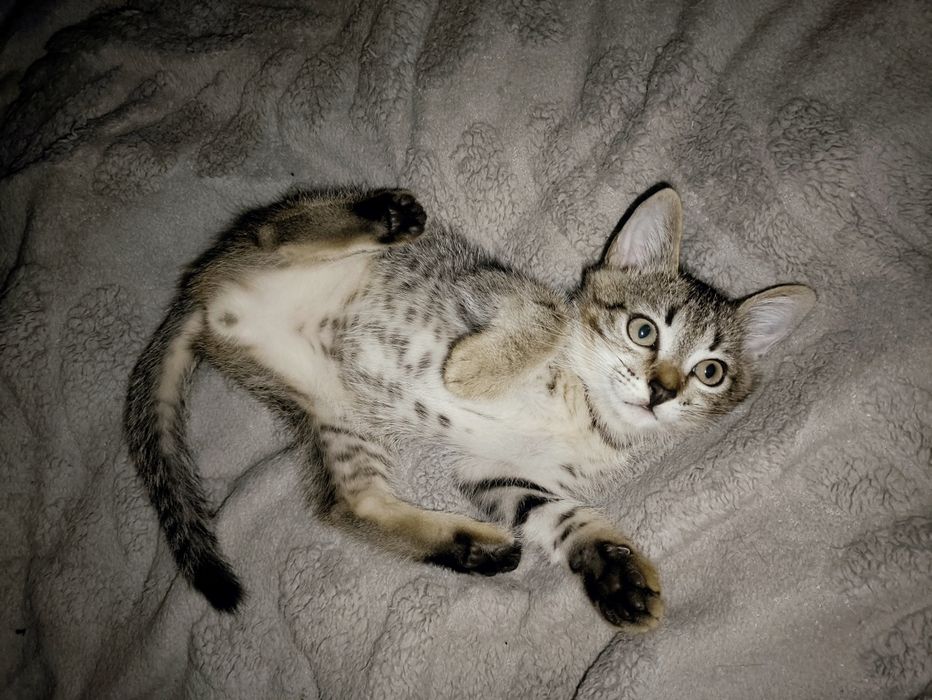Отдам котят ,очень игривые !!!