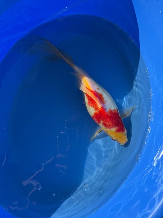 Crapi koi de vanzare