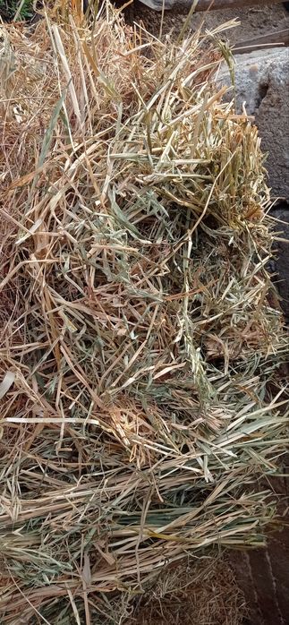 Baloți  de vânzare 17 Ron balotul