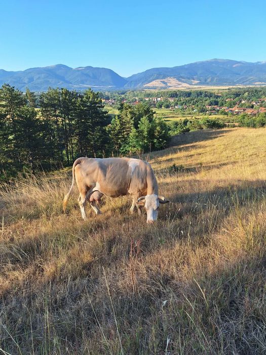 Vaca cu vitea de vanzare