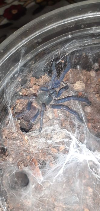 Tarantule din diferite specii