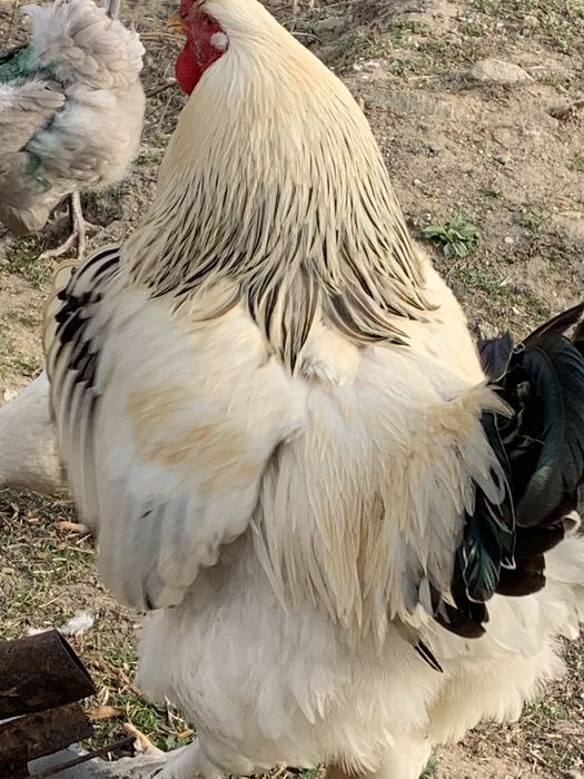 Млади петли(не чистокръвна Колумбийска брама)