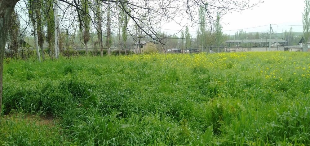 Yer uchaska dom земля дом участка курсой