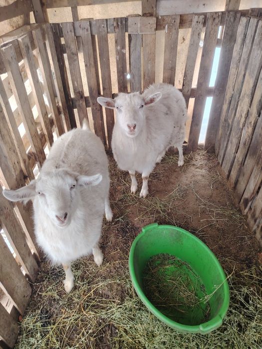 Козы 1 пордисты 3 шт