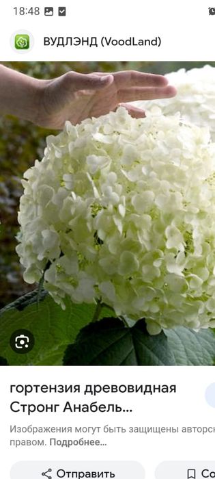 Продам детки гортензии