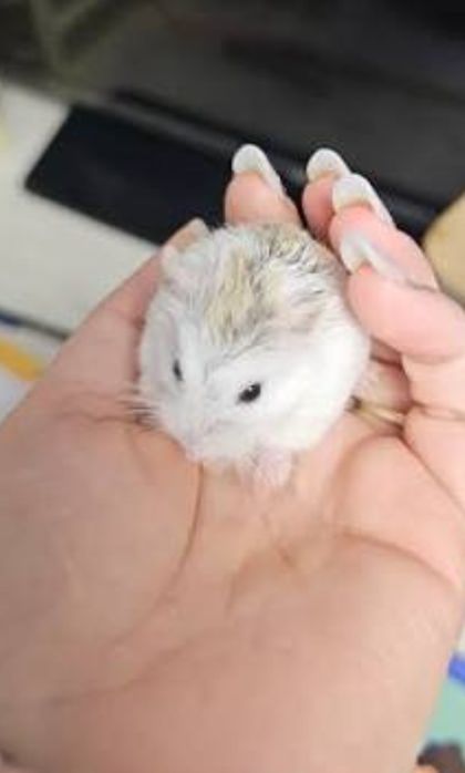 Vând hamsteri pitici