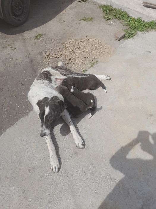 Alabay bolalari zotor qiz 3ta bor