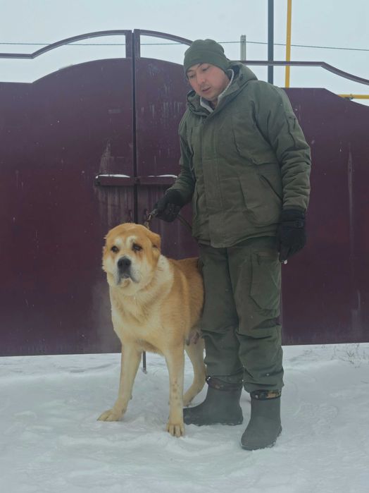 Сука 2 года дочка Буча 2