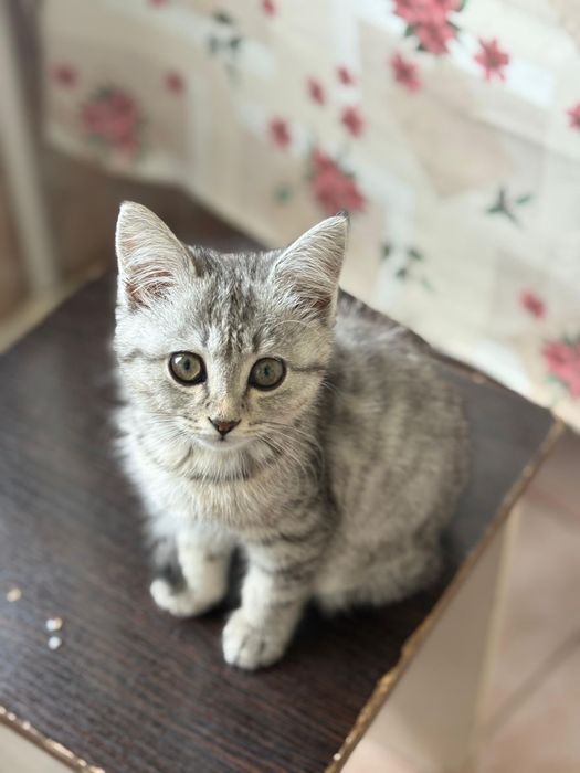 Отдам котенка в добрые руки