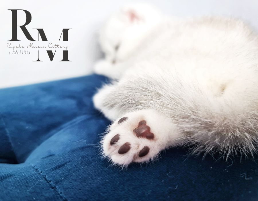 Pisicuță British Shorthair Silver Chinchilla cu Pedigree