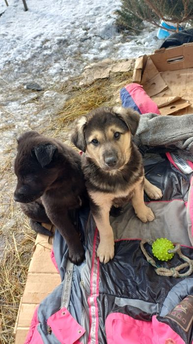 Отдам щенят в добрые руки