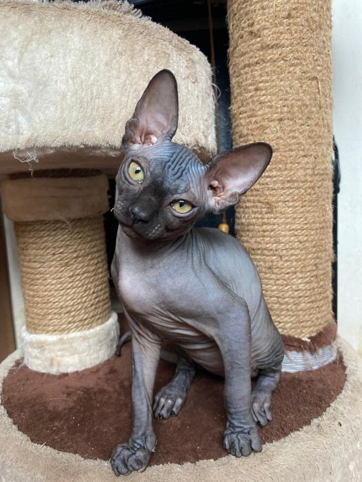 Продаю котят канадского сфинкса