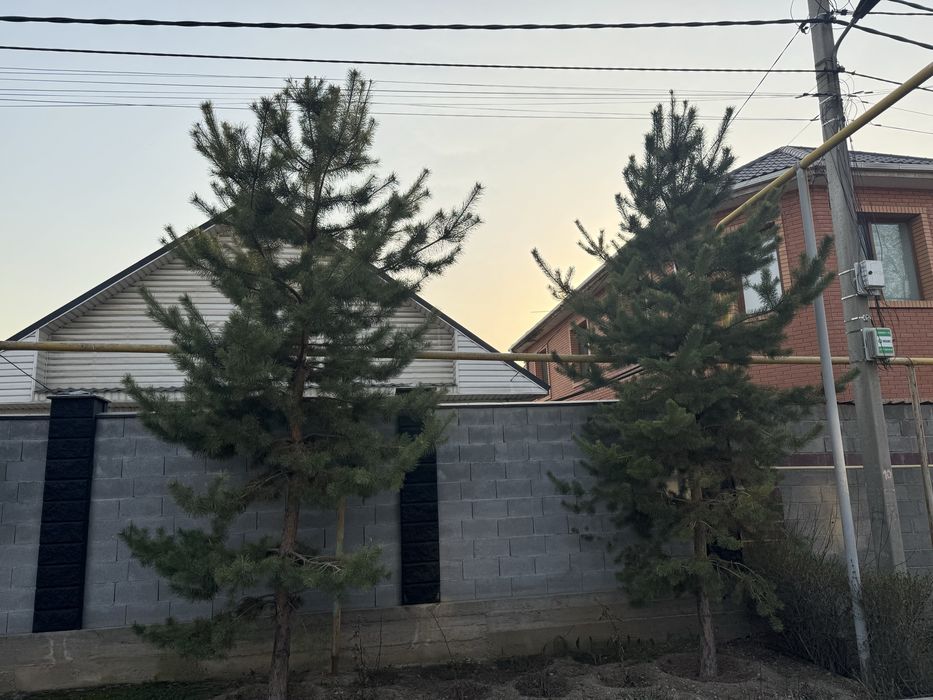 Елка сосна, ёлка сосна