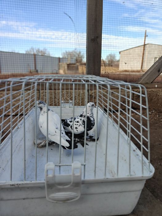 Продам голубей..