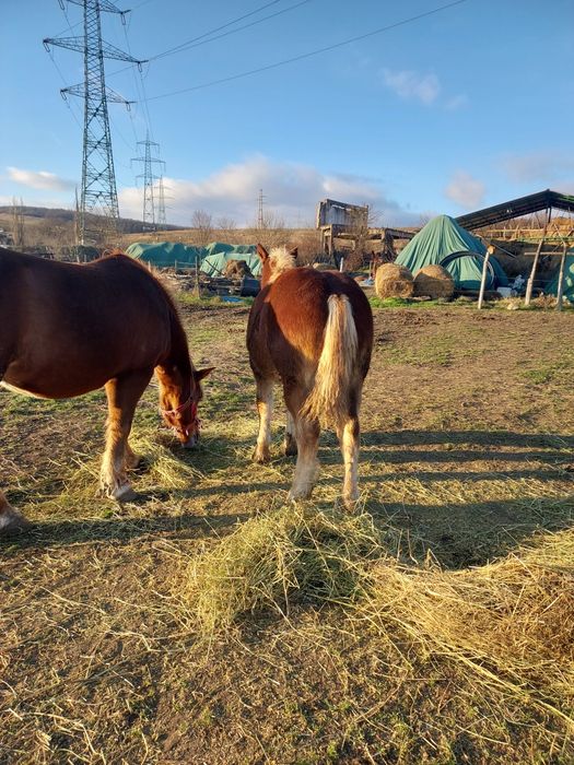 Mănza de vanzare  ,6 luni