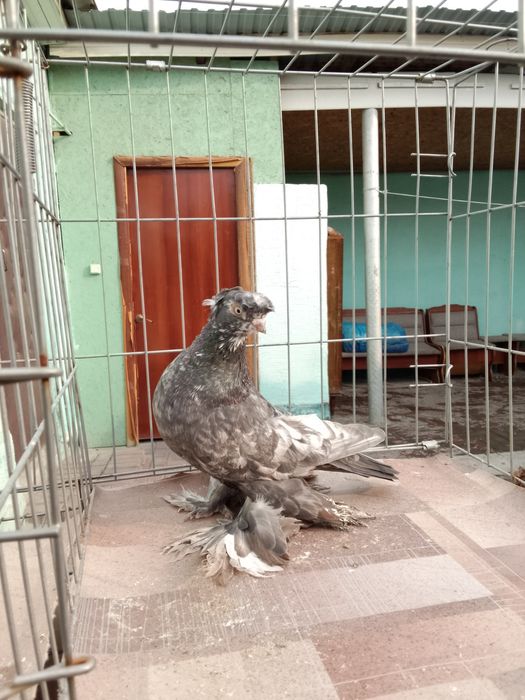 Тараз голуби продам