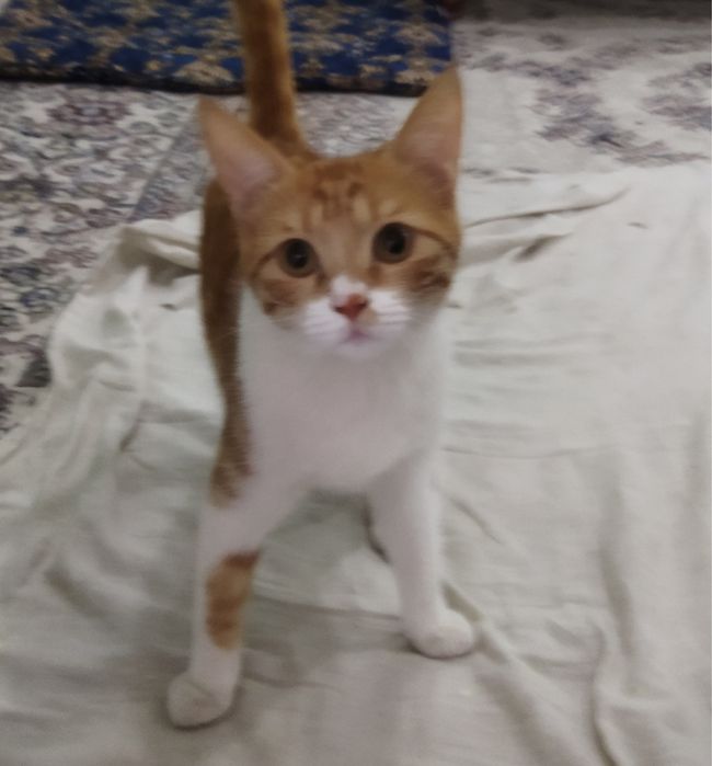 Skotiw fold ota onasi faqat yaxwi mehribon insonlaga beriladi 4 oylik