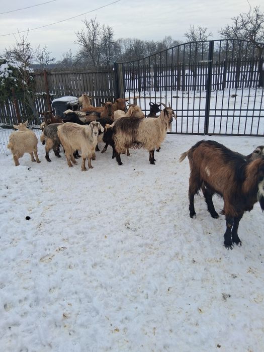 Vînd 16 capre si un tap