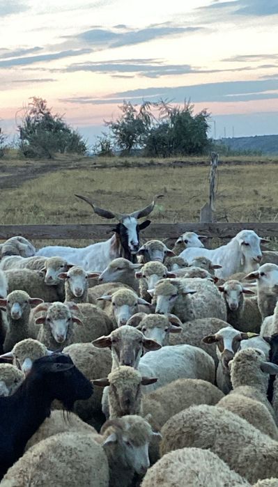 Vând 150 de oi, detalii la telefon